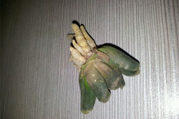 唐扇烂根如何办