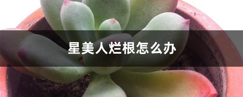 星美人烂根如何办