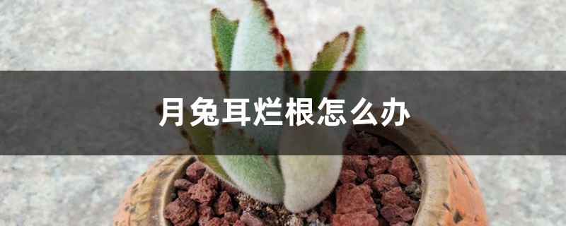 月兔耳烂根如何办