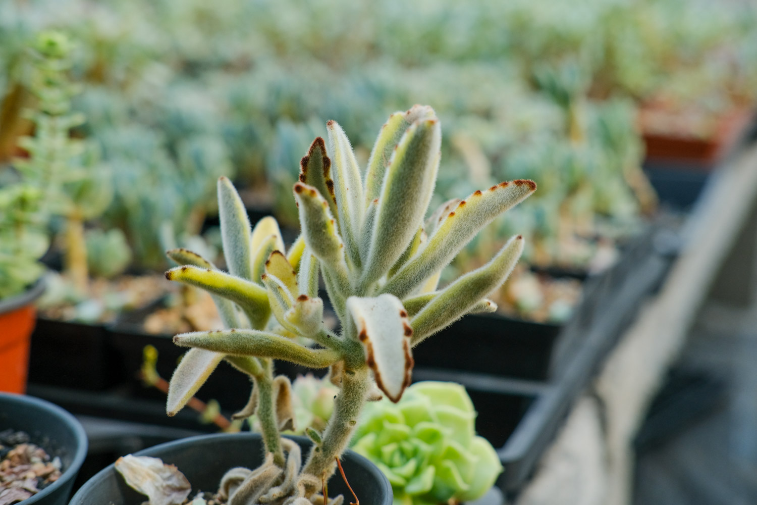 月兔耳烂根如何办