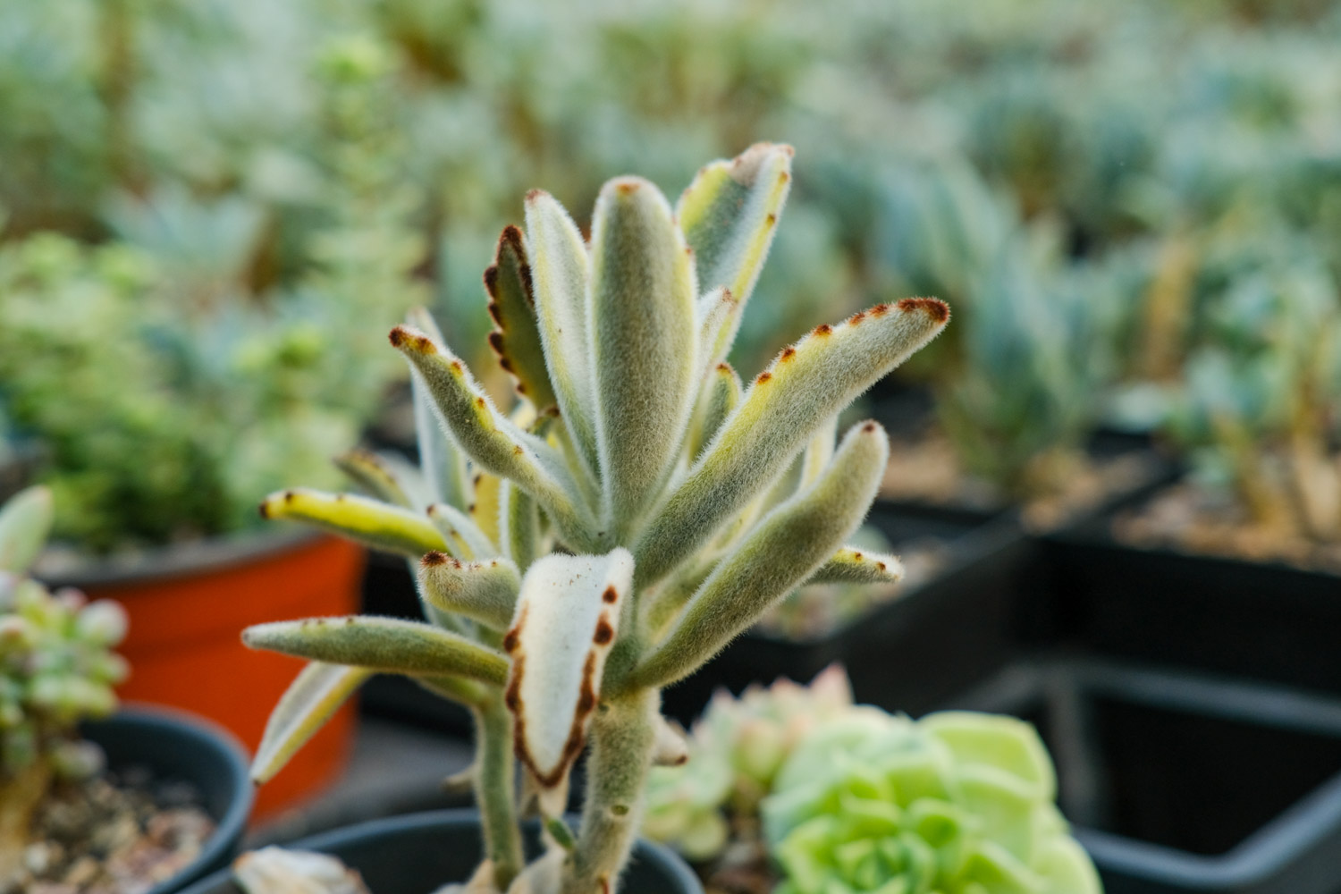 月兔耳烂根如何办