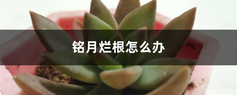 铭月烂根如何办