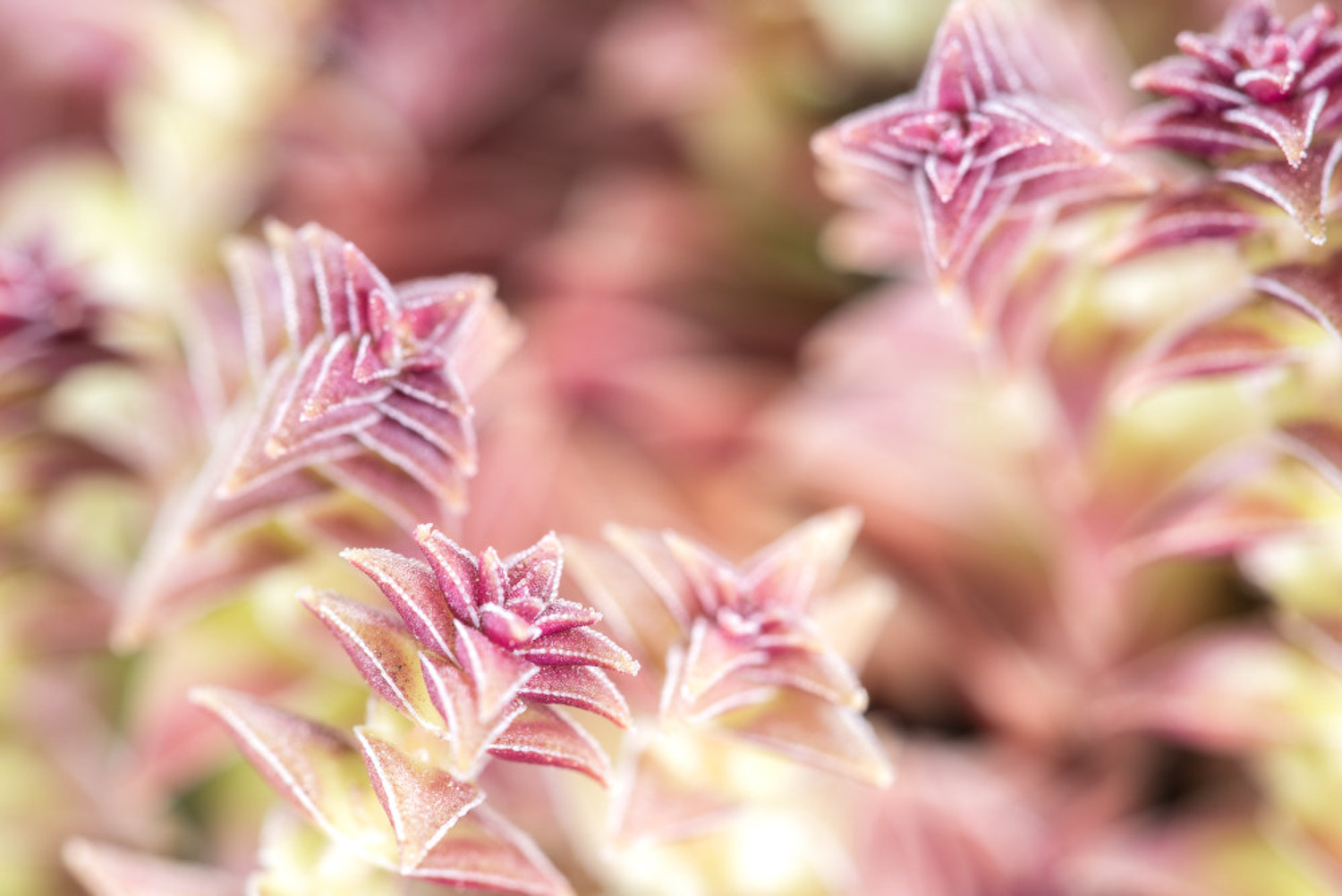 茜之塔烂根如何办