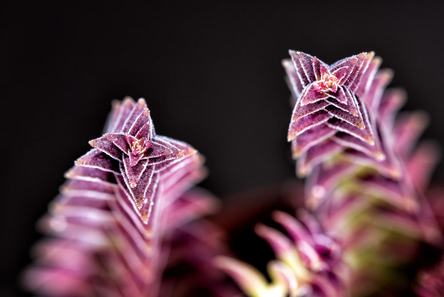 茜之塔烂根如何办