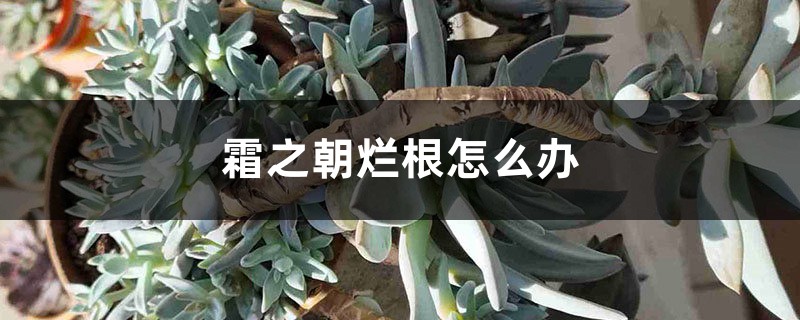 霜之朝烂根如何办