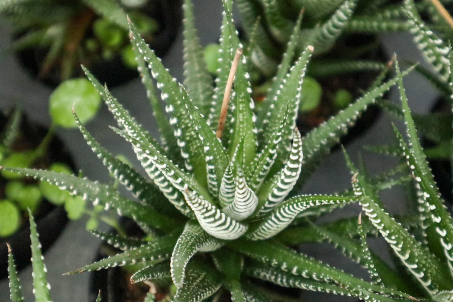 条纹十二卷烂根如何办