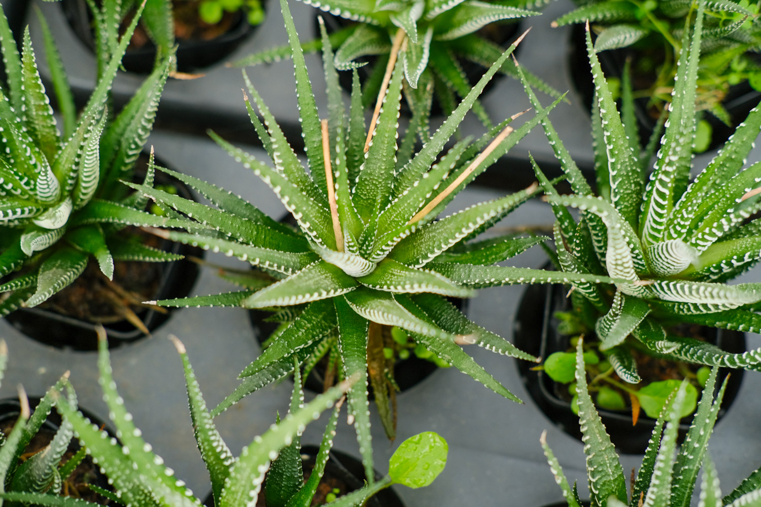 条纹十二卷烂根如何办