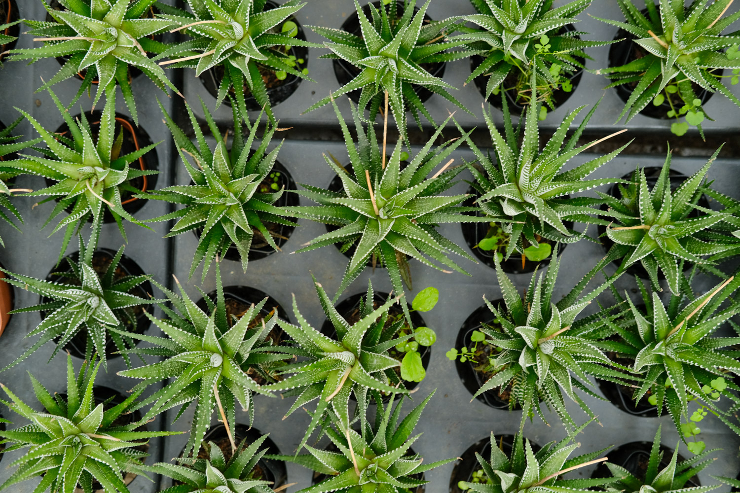 如何判断条纹十二卷烂根了