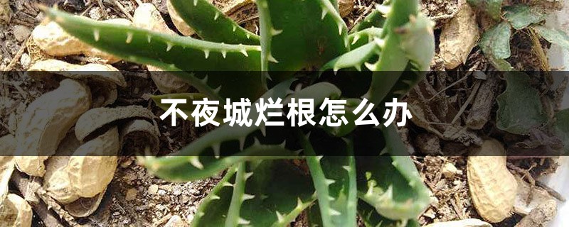 不夜城烂根如何办