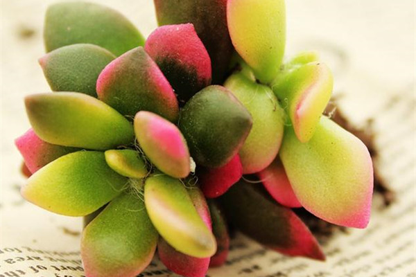 春梦殿锦烂根如何办