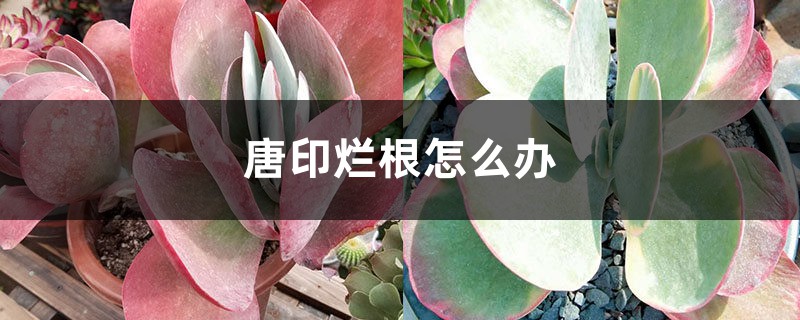 唐印烂根如何办