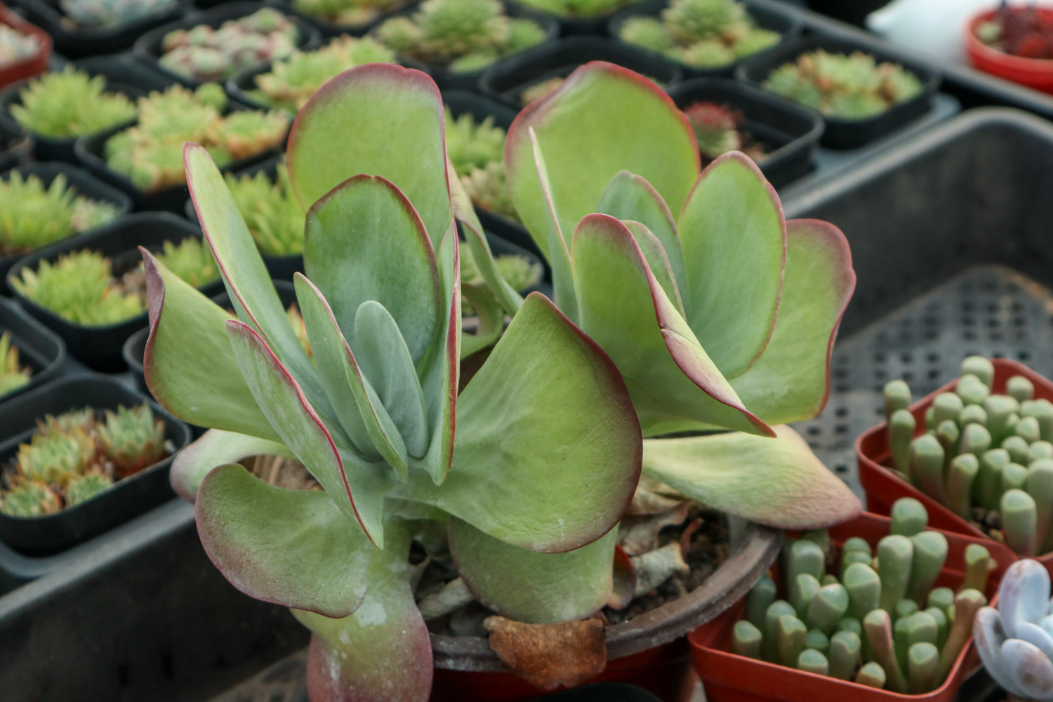 唐印烂根如何办