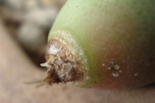 快刀乱麻烂根如何办