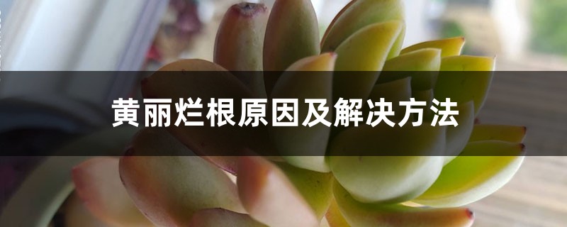 黄丽烂根原因及处理办法