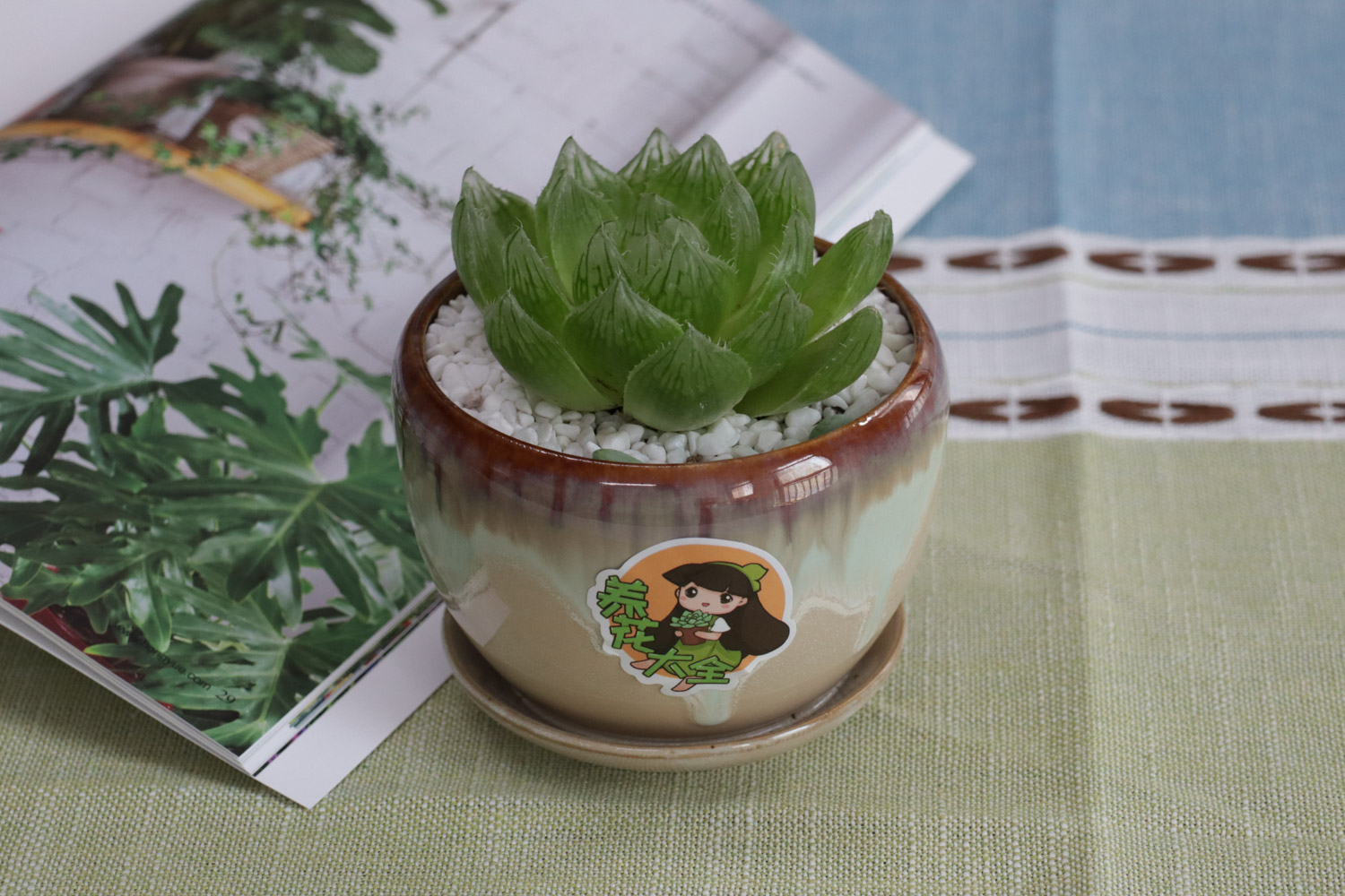 玉露烂根如何办