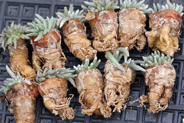 白花韧锦烂根如何办