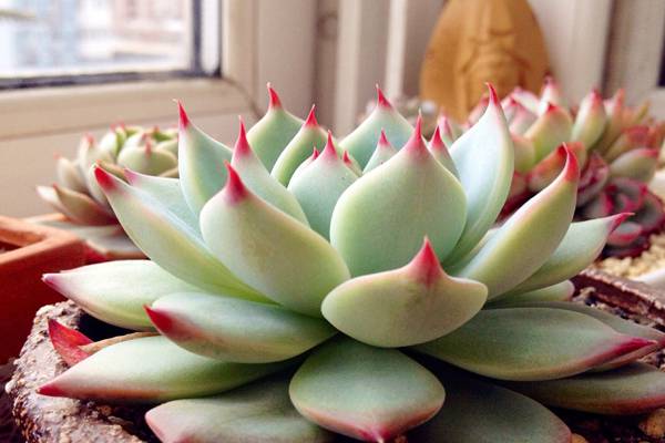 吉娃莲轻度烂根如何处理