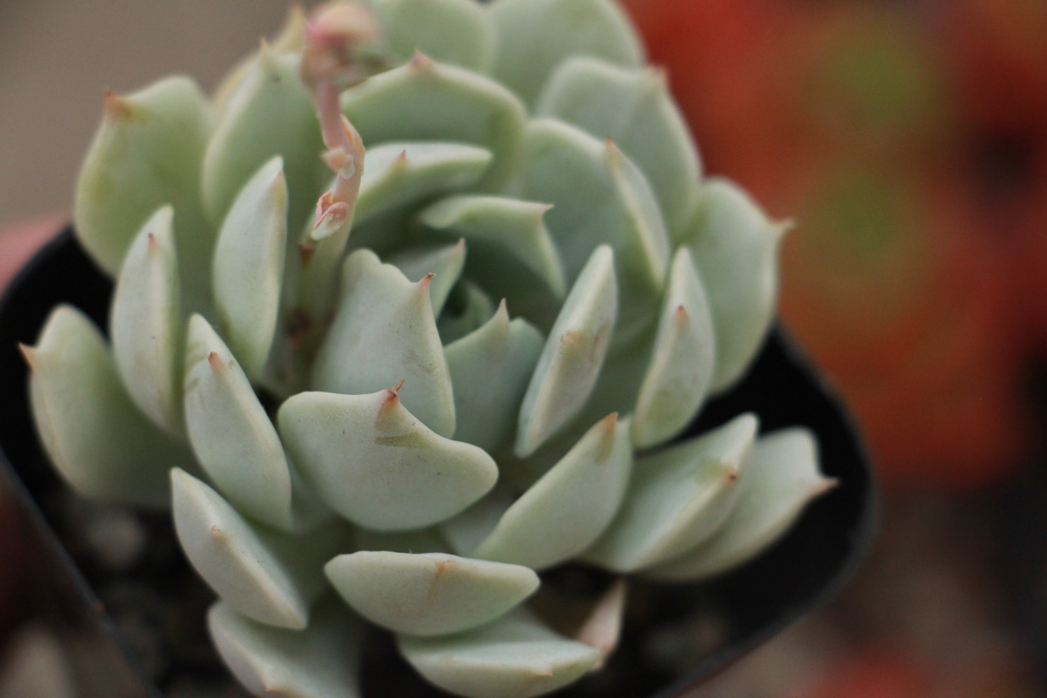 吉娃莲轻度烂根如何处理