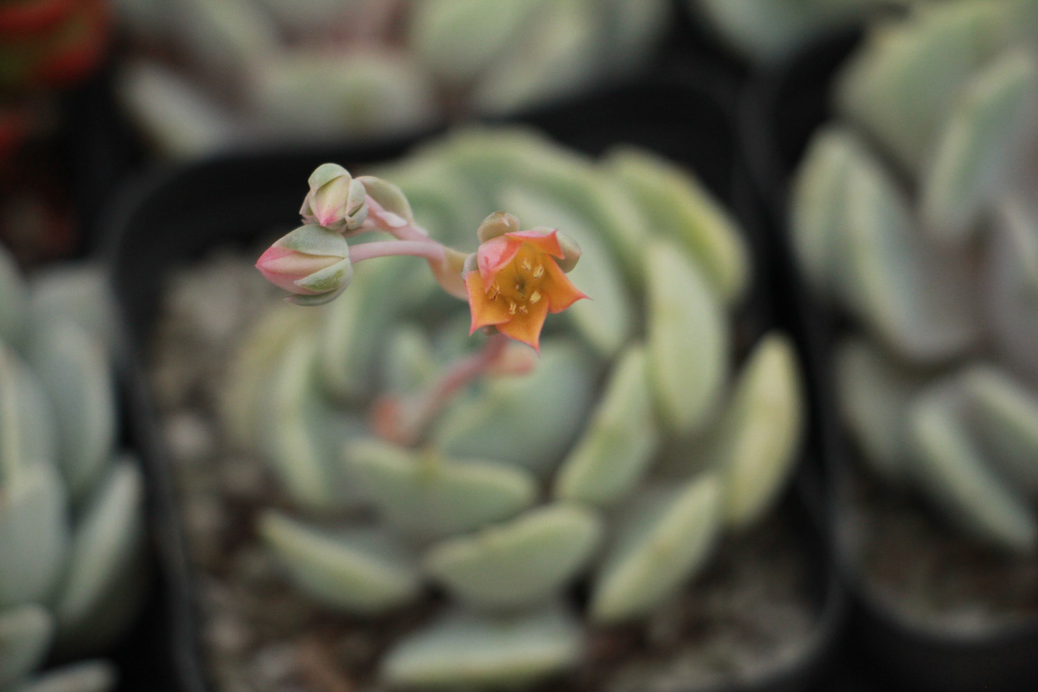 吉娃莲轻度烂根如何处理