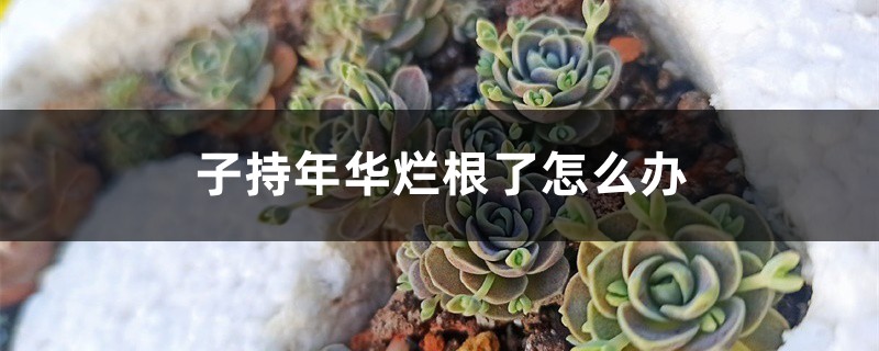 子持年华烂根了如何办