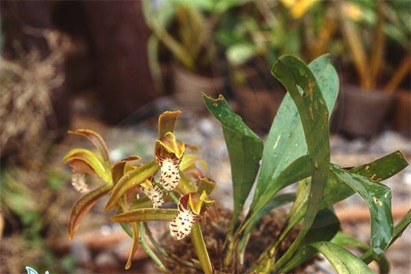 斑舌兰烂根如何办