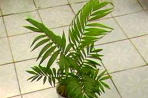 美叶凤尾蕉烂根及冻伤如何办