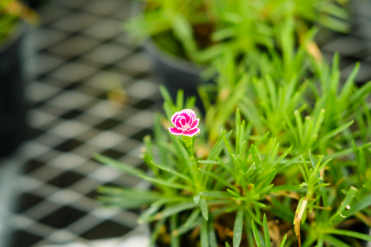 如何避免康乃馨烂根