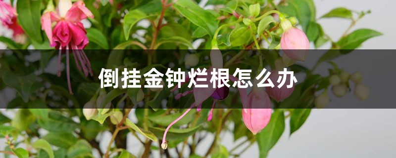 倒挂金钟烂根如何办