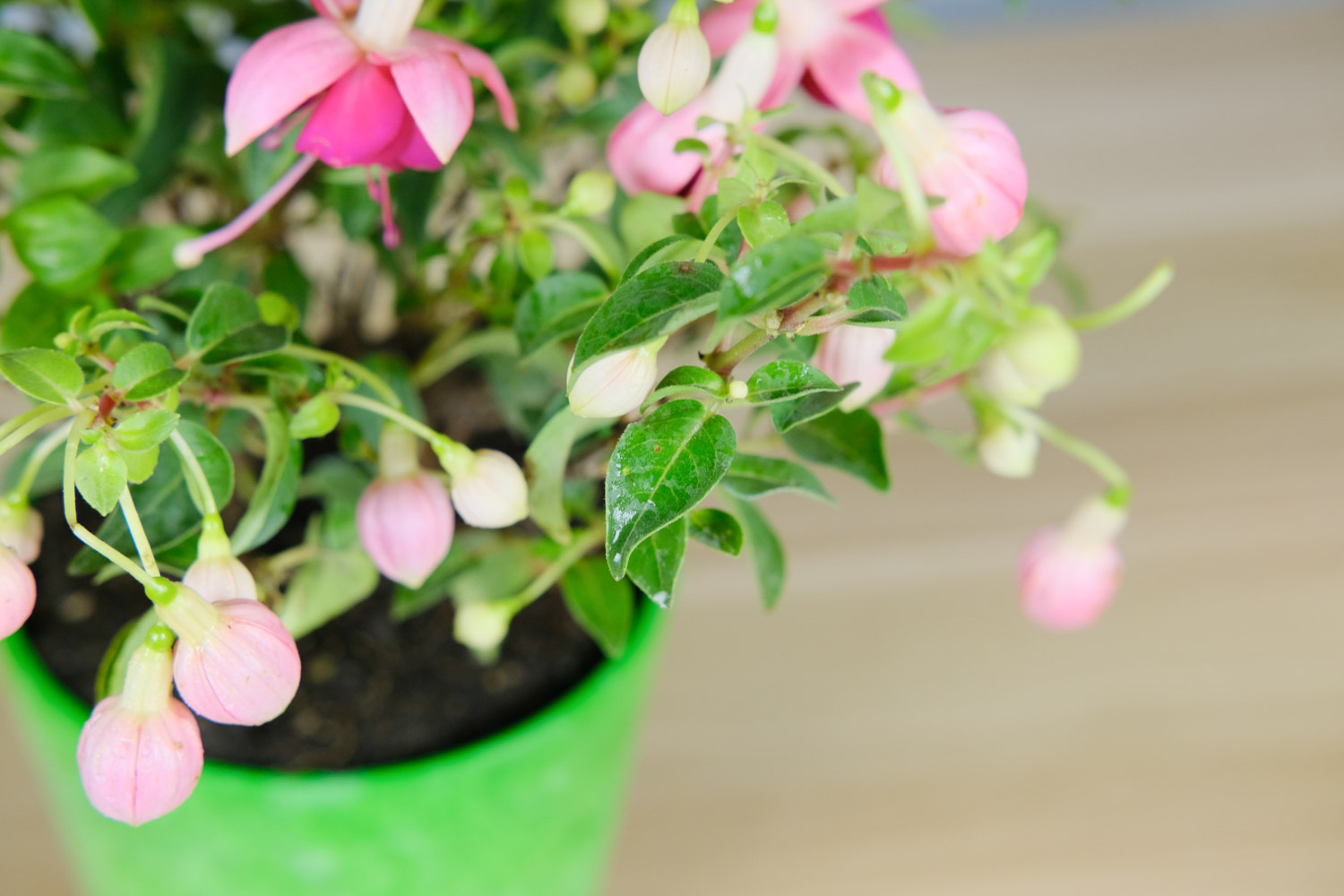 倒挂金钟烂根如何办