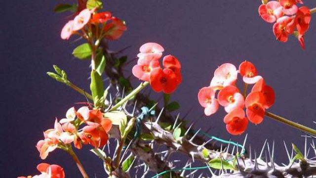 虎刺梅烂根如何办