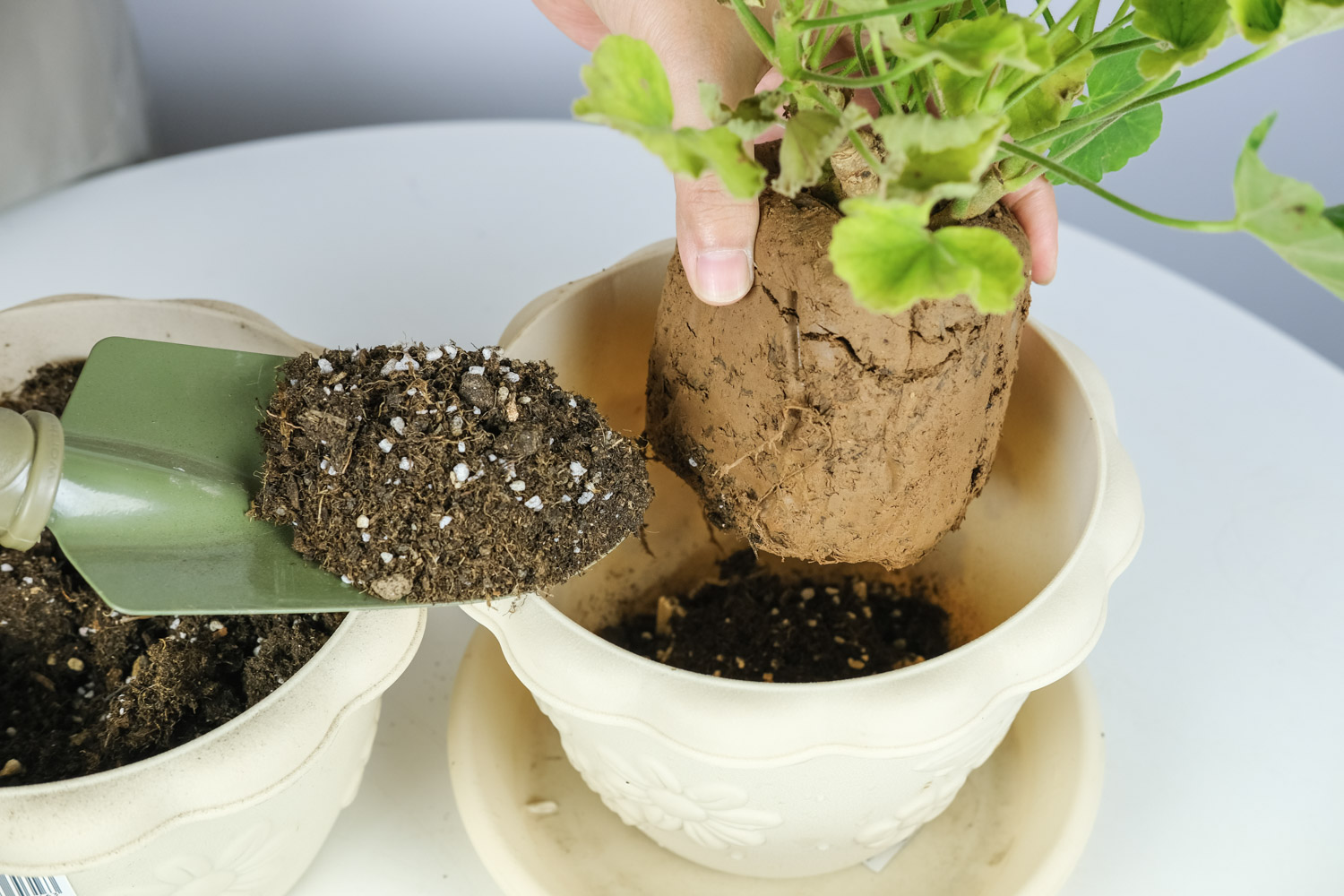 如何避免天竺葵烂根