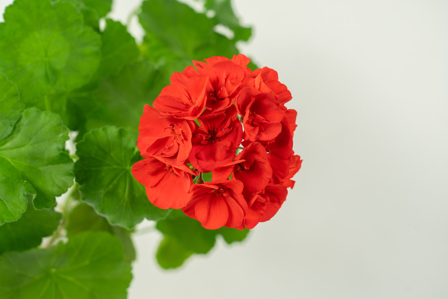 如何避免天竺葵烂根