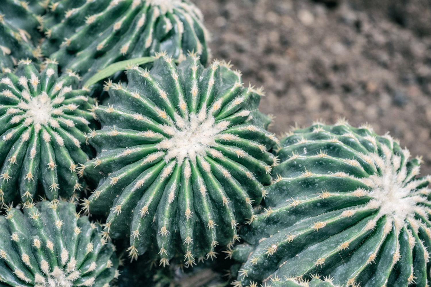 仙人球烂根的原因