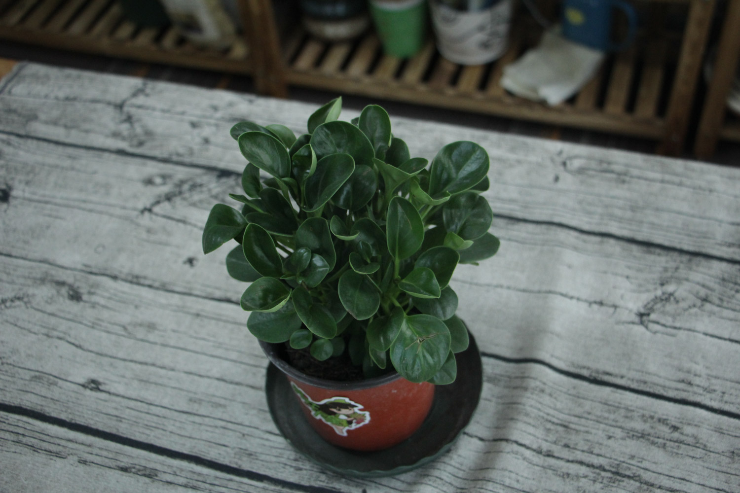 豆瓣绿烂根的原因及处理办法