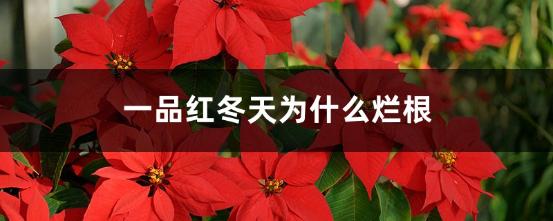 一品红冬季为何烂根
