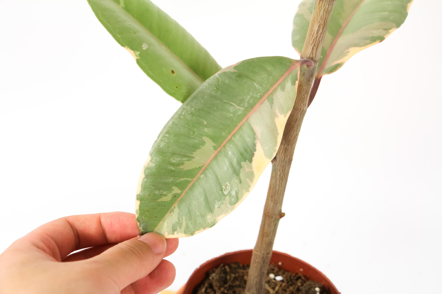 橡皮树烂根如何办