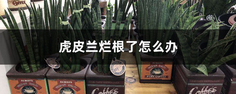 虎皮兰烂根了如何办