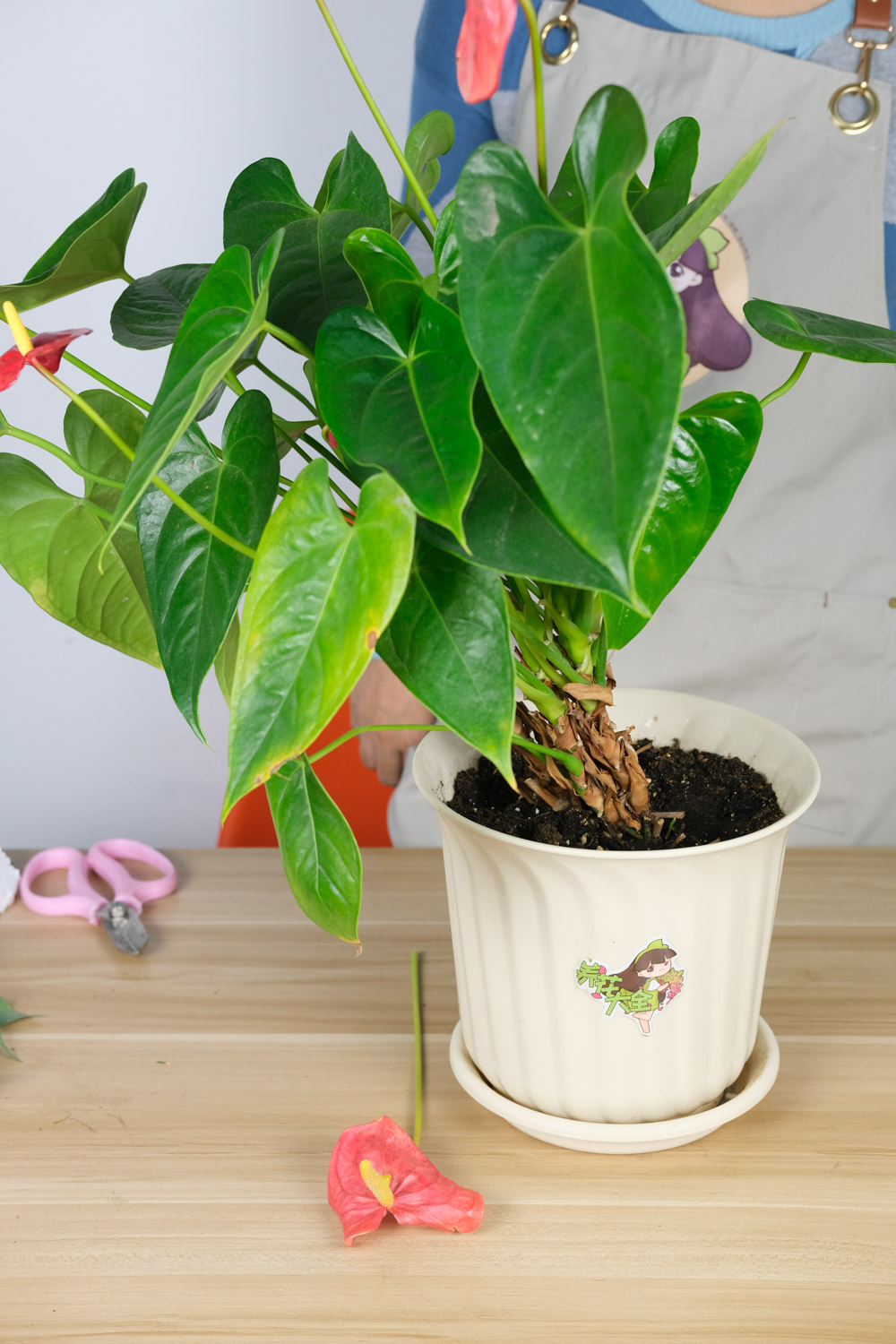 水培红掌烂根如何办