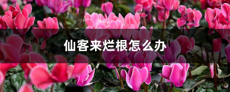 仙客来烂根如何办