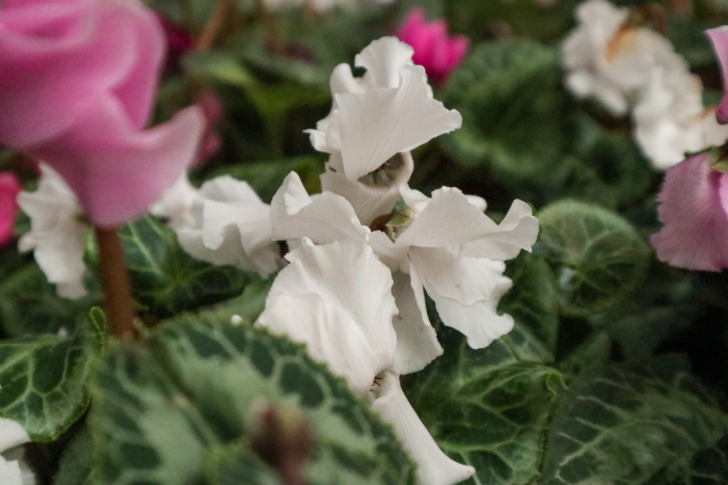 仙客来烂根如何办