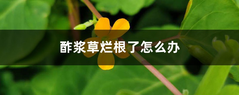 酢浆草烂根了如何办