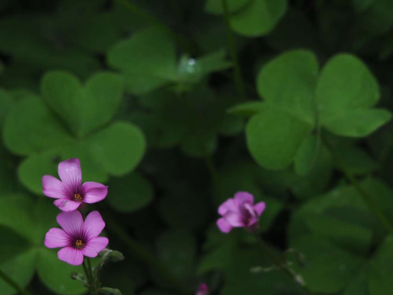 酢浆草烂根了如何办