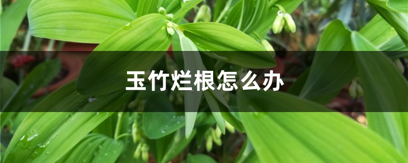 玉竹烂根如何办