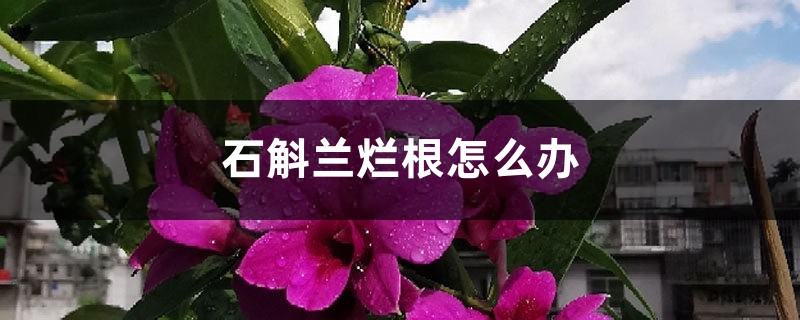石斛兰烂根如何办