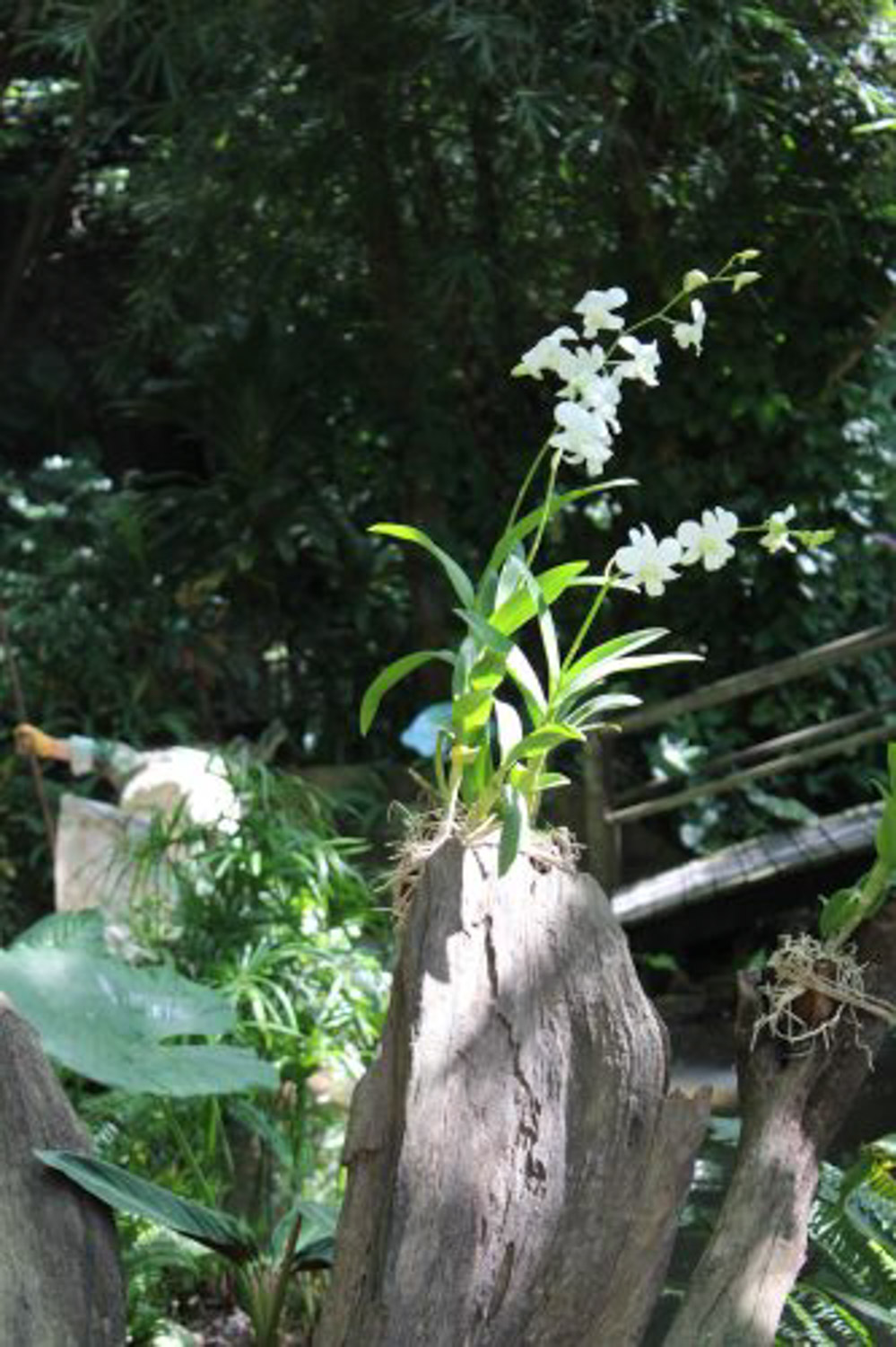 石斛兰烂根如何办