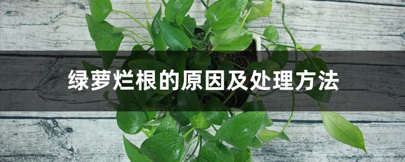 绿萝烂根的原因及处理办法