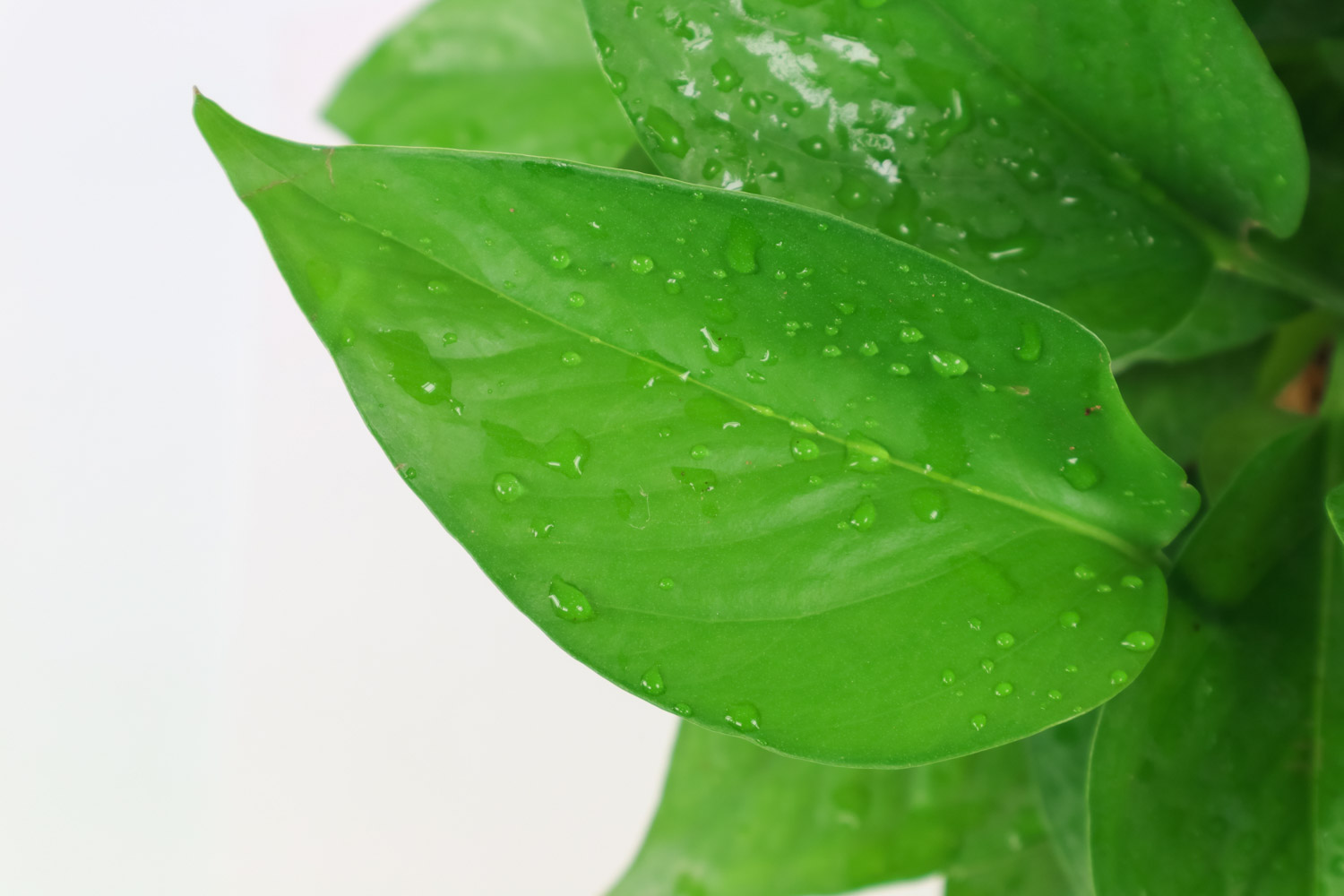 绿萝烂根的原因及处理办法