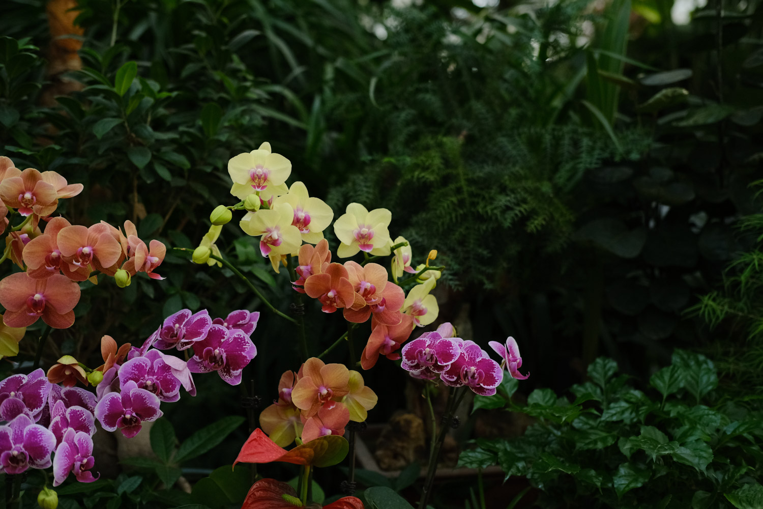 蝴蝶兰烂根如何办