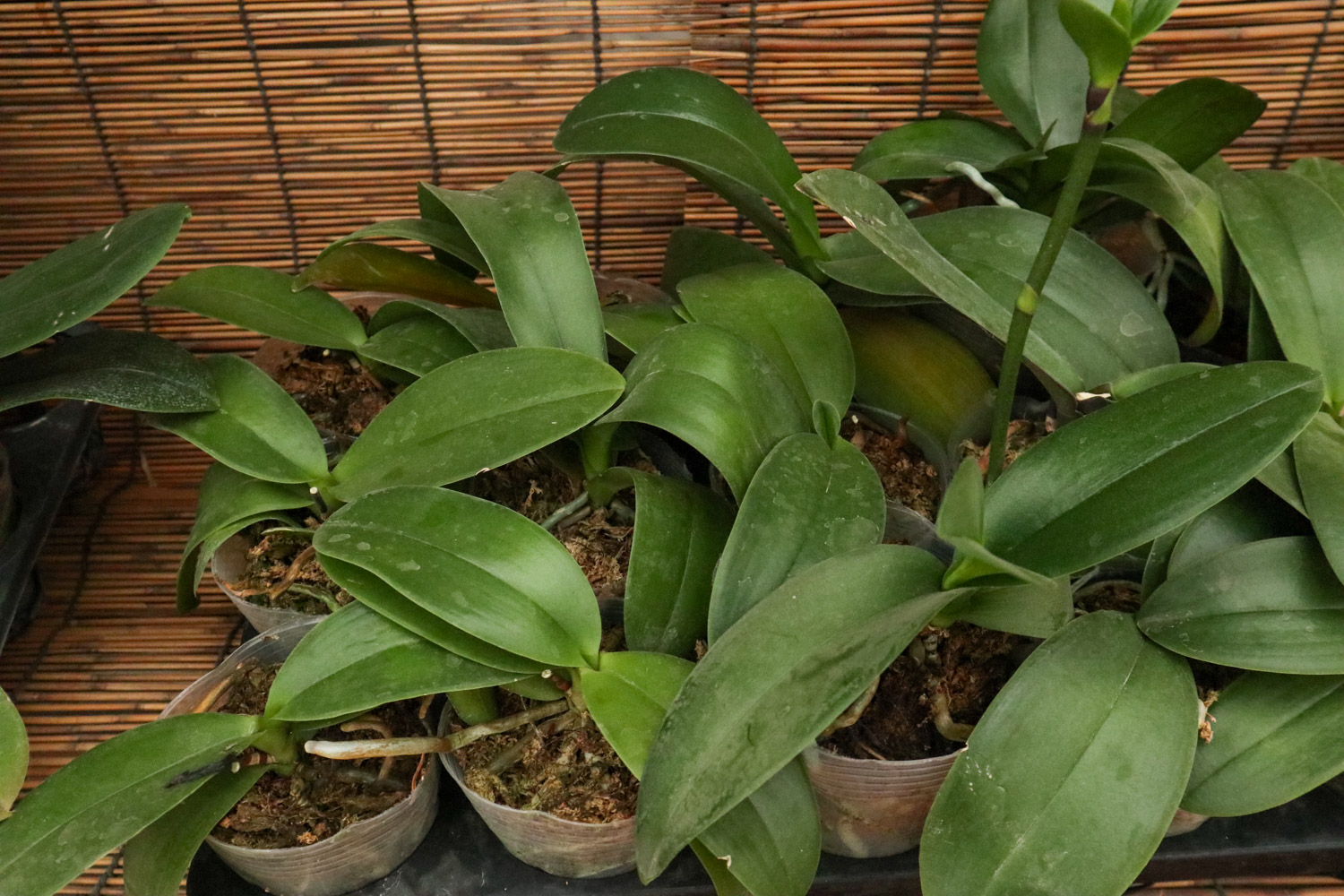 蝴蝶兰烂根如何办