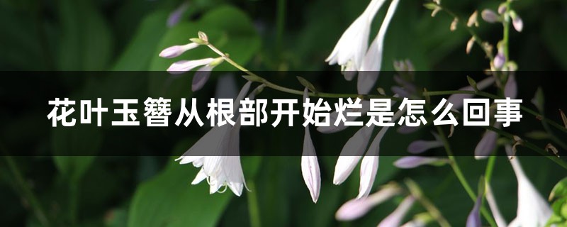 花叶玉簪从根部开始烂是如何回事